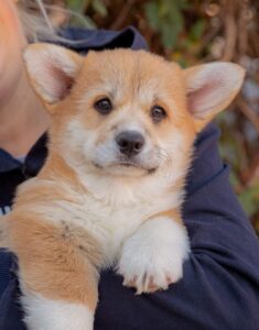 Племенная сука вельш корги пемброк GREAT SOFI HIMERA N/B рада новому питомцу