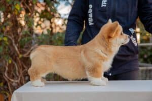 Готовность к встрече: племенная сука вельш корги пемброк GREAT SOFI HIMERA N/B