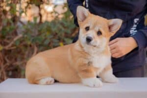 GREAT SOFI HIMERA N/B — образец заботы и внимания