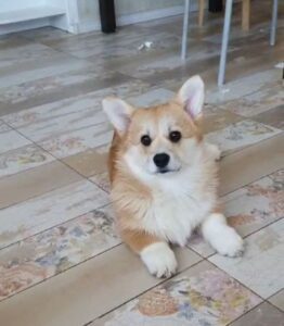 Племенная сука вельш корги пемброк GREAT SOFI HIMERA N/B питомника вельш корги пемброк CLAN IRONHORN ждёт нового питомца