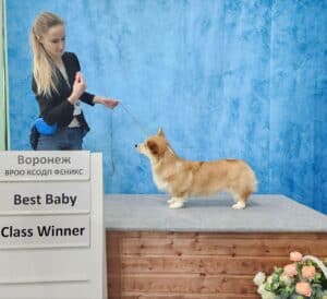 Успехи GREAT SOFI HIMERA N/B на выставке ЧРКФ