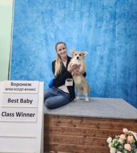 Эксперт Логинов Александр оценивает GREAT SOFI HIMERA N/B на выставке