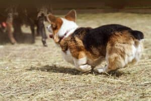 Производитель вельш корги пемброк ZELENAYA DOLINA MERCURY WINNER N/B показывает свои способности в управлении стадом во время теста