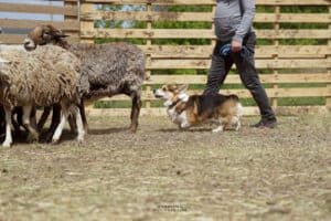 Вельш корги пемброк ZELENAYA DOLINA MERCURY WINNER N/B играет на свежем воздухе, сохраняя энергию для будущих тестов на пастуший инстинкт