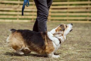 Производитель вельш корги пемброк ZELENAYA DOLINA MERCURY WINNER N/B демонстрирует умение управлять стадом в питомнике CLAN IRONHORN