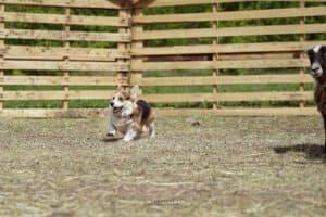 Фото кобеля вельш корги пемброк ZELENAYA DOLINA MERCURY WINNER N/B с дрессировщиком из питомника CLAN IRONHORN во время тренировки