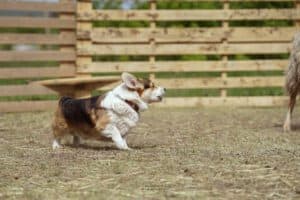 Кобель вельш корги пемброк ZELENAYA DOLINA MERCURY WINNER N/B отдыхает после интенсивной тренировки в питомнике CLAN IRONHORN, набираясь сил для новых испытаний