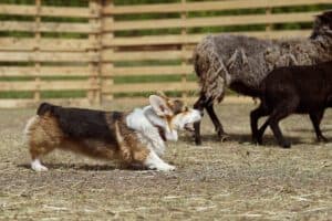 Кобель-производитель вельш корги пемброк ZELENAYA DOLINA MERCURY WINNER N/B питомника вельш корги пемброк CLAN IRONHORN демонстрирует свои пастушьи навыки