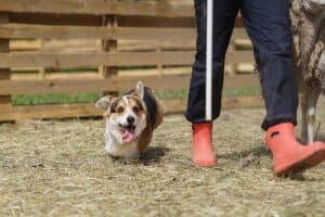 Фото кобеля-производителя вельш корги пемброк ZELENAYA DOLINA MERCURY WINNER N/B из питомника CLAN IRONHORN на тренировке по пастушьему инстинкту