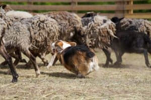 Кобель вельш корги пемброк ZELENAYA DOLINA MERCURY WINNER N/B во время занятий по развитию пастушьих навыков под руководством опытного дрессировщика