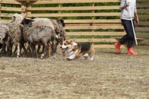 Кобель вельш корги пемброк ZELENAYA DOLINA MERCURY WINNER N/B показывает отличные результаты в тестировании пастушьих способностей