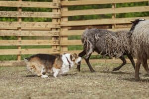 Вельш корги пемброк ZELENAYA DOLINA MERCURY WINNER N/B — талантливый производитель из CLAN IRONHORN во время теста на пастуший инстинкт