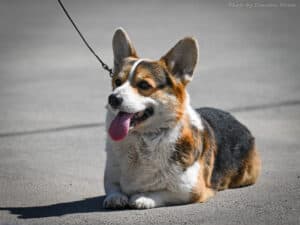 Кобель-производитель вельш корги пемброк ZELENAYA DOLINA MERCURY WINNER N/B на выставке САС в Воронеже