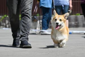 Вельш корги пемброк GREAT SOFI HIMERA N/B участвует в конкурсе BEST щенков