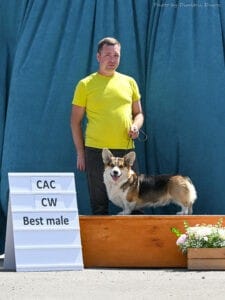 Кобель вельш корги пемброк ZELENAYA DOLINA MERCURY WINNER N/B получает награды на выставке