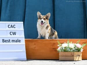 Вельш корги пемброк ZELENAYA DOLINA MERCURY WINNER N/B в классе Чемпионов на выставке