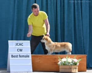 Вельш корги пемброк GREAT SOFI HIMERA N/B с экспертом на выставке в Воронеже