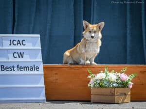 Вельш корги пемброк GREAT SOFI HIMERA N/B среди других участников выставки