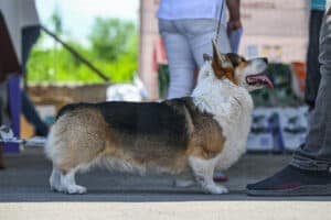 Вельш корги пемброк ZELENAYA DOLINA MERCURY WINNER N/B на выставочном ринге в Воронеже
