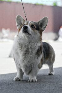 Вельш корги пемброк ZELENAYA DOLINA MERCURY WINNER N/B — гордость питомника CLAN IRONHORN