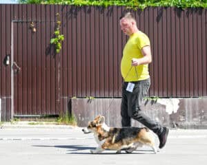 Вельш корги пемброк ZELENAYA DOLINA MERCURY WINNER N/B на выставке собак всех пород в Воронеже