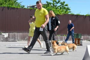 Вельш корги пемброк GREAT SOFI HIMERA N/B получает награду CW на выставке в Воронеже