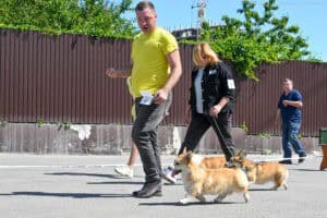 Вельш корги пемброк GREAT SOFI HIMERA N/B — лучший щенок на выставке в Воронеже