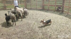 Кобель вельш корги пемброк ZELENAYA DOLINA MERCURY WINNER N/B демонстрирует свою ловкость и ум в процессе работы с пастушьим заданием