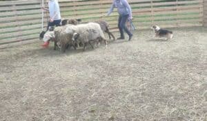 Вельш корги пемброк ZELENAYA DOLINA MERCURY WINNER N/B участвует в тестировании на пастуший инстинкт, подтверждая свои навыки и способности