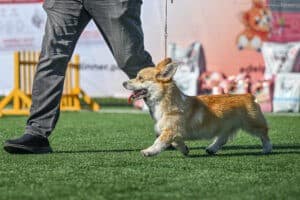 Племенная сука вельш корги пемброк GREAT SOFI HIMERA N/B на рейтинговой выставке CAC ЧРКФ 27.07.2024