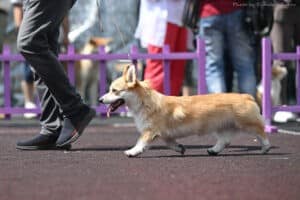 Вельш корги пемброк GREAT SOFI HIMERA N/B получает оценку „отлично“ на выставке