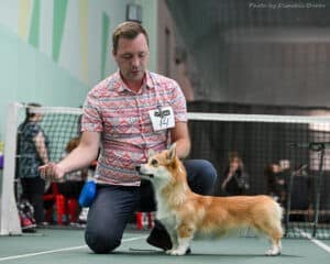 Племенная сука вельш корги пемброк GREAT SOFI HIMERA N/B питомника CLAN IRONHORN на выставке в Воронеже