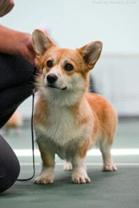 Вельш корги пемброк GREAT SOFI HIMERA N/B в ринге Всероссийской выставки собак