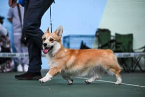 Сука вельш корги пемброк GREAT SOFI HIMERA N/B с заводчиком на выставке