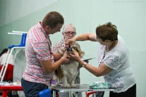 выставки собак САС-ЧРКФ/ВГОО ЦДРС Созвездие псов г. Воронеж 10 августа 2024, эксперт Татьяна Ревина, хендлер Бодягин П., результат в классе Чемпионов ОТЛ-2 CW, ЧФ, R.CAC