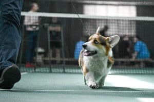 Вельш корги пемброк ZELENAYA DOLINA MERCURY WINNER N/B — гордость питомника CLAN IRONHORN