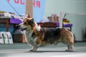Вельш корги пемброк ZELENAYA DOLINA MERCURY WINNER N/B в классе Чемпионов на выставке „Созвездие псов“ г. Воронеж
