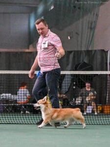 Вельш корги пемброк GREAT SOFI HIMERA N/B позирует для фото на выставке