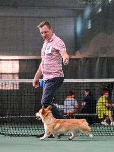 Вельш корги пемброк GREAT SOFI HIMERA N/B во время подготовки к выходу в ринг