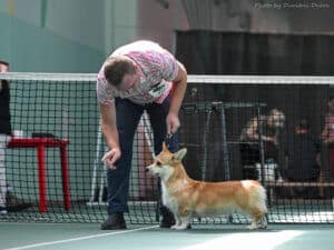 Вельш корги пемброк GREAT SOFI HIMERA N/B общается с другими участниками выставки