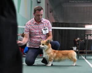 Вельш корги пемброк GREAT SOFI HIMERA N/B получает оценку эксперта на выставке