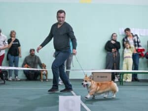 GREAT SOFI HIMERA N/B получает оценку „отлично“ на выставке в Воронеже