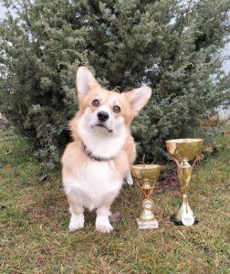 Племенная сука вельш корги пемброк GREAT SOFI HIMERA N/B питомника вельш корги пемброк CLAN IRONHORN на выставке САС ЧРКФ