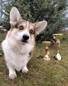 Успехи питомника вельш-корги пемброк CLAN IRONHORN на выставке собак 10 ноября 2024 года