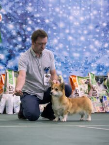 GREAT SOFI HIMERA N/B — племенная сука вельш корги пемброк из питомника CLAN IRONHORN, успешная на Всероссийской выставке