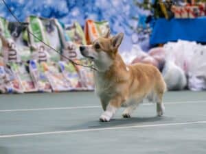 Юный чемпион Российской кинологической федерации — вельш корги пемброк GREAT SOFI HIMERA N/B