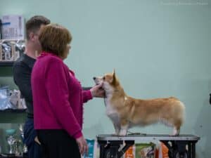 Буня на судейской экспертизе в Воронеже 11-12 января 2025