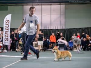 Племенная сука вельш корги пемброк GREAT SOFI HIMERA N/B питомника вельш корги пемброк CLAN IRONHORN на Всероссийской выставке „Рождественский сочельник“