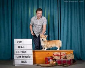 Вельш корги пемброк GREAT SOFI HIMERA N/B получает титул Юного кандидата в чемпионы России