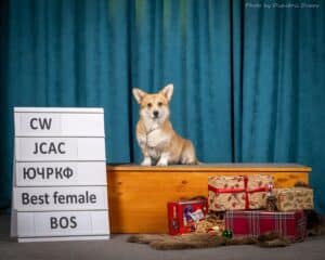Лучший представитель породы среди юниоров — вельш корги пемброк GREAT SOFI HIMERA N/B